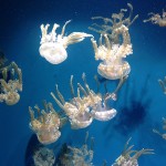 Lots of jellyfish at the Monterey Aquarium.
