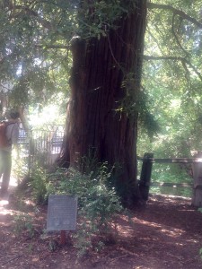 El Palo Alto, the tree that is the city's namesake.