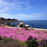 Beautiful bike ride in Monterey. Day I won't forget.
