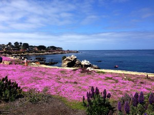Beautiful bike ride in Monterey. Day I won't forget.