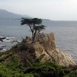 The Lone Cypress on 17-Mile Drive