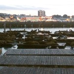 Sea Lions at Fisherman's Wharf.